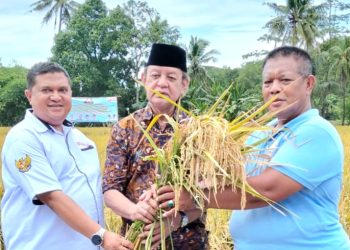 Panen 10 Hektar Padi Unggulan PS-08 Jadi Simbol Kebangkitan Pertanian Modern di Banten