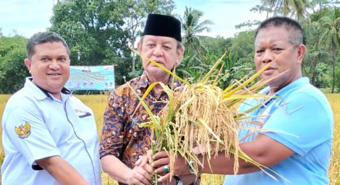 Panen 10 Hektar Padi Unggulan PS-08 Jadi Simbol Kebangkitan Pertanian Modern di Banten