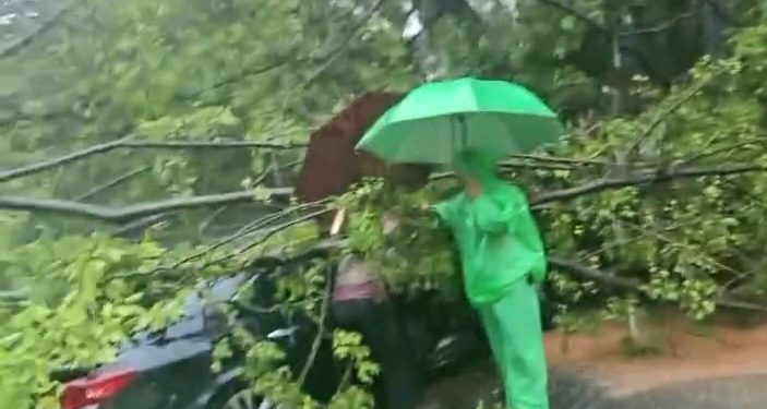 Cuaca Buruk, Pohon Besar Tumbang di Darmawangsa 1 Orang Meninggal Dunia