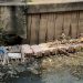 Kali Ciliwung Tak Kunjung Dikeruk,Warga Kawasan Menteng Ungkapkan di Medsos